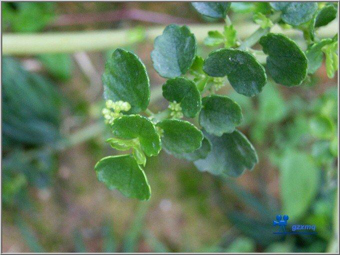 石油菜中药别名,野生石油菜图片及功效