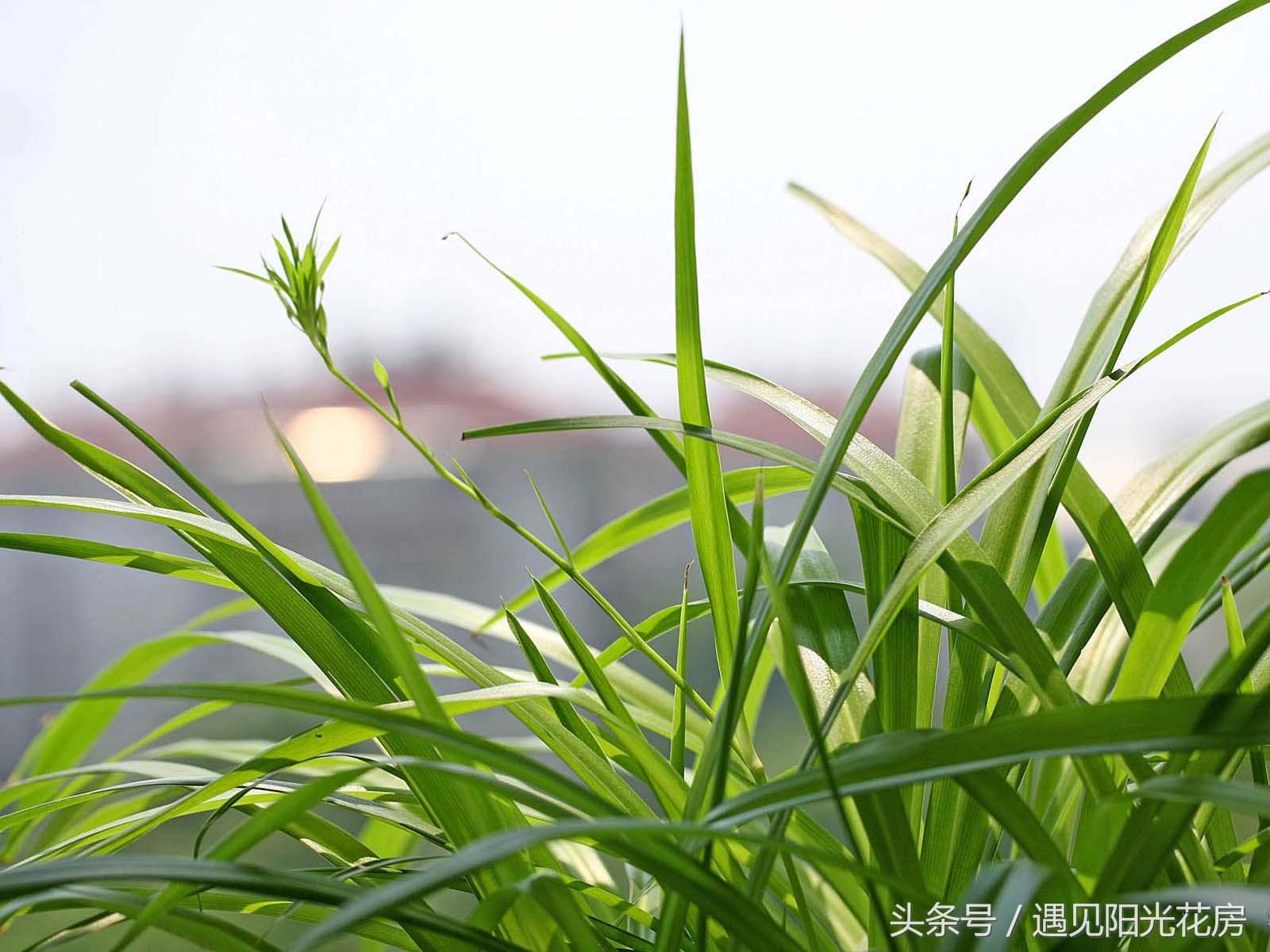 水培吊兰烂根怎么补救,土培吊兰发臭是怎么回事