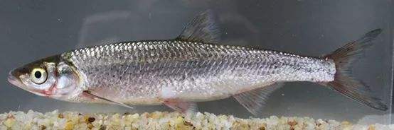 来来来钓友们快看看，文中的淡水鱼被你们钓出了几种？