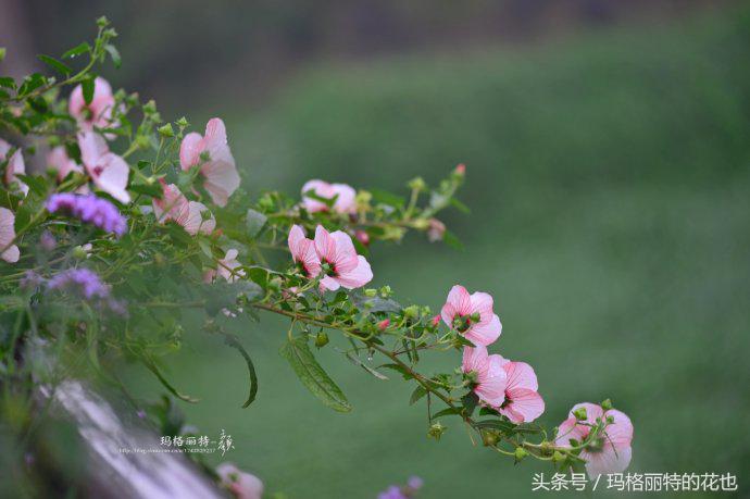 日系小清新高砂芙蓉,高砂芙蓉