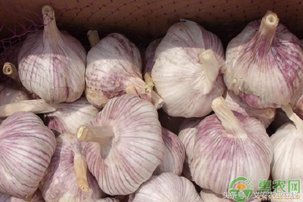 今日莱芜大蒜最新价格行情,今日杞县大蒜最新价格行情