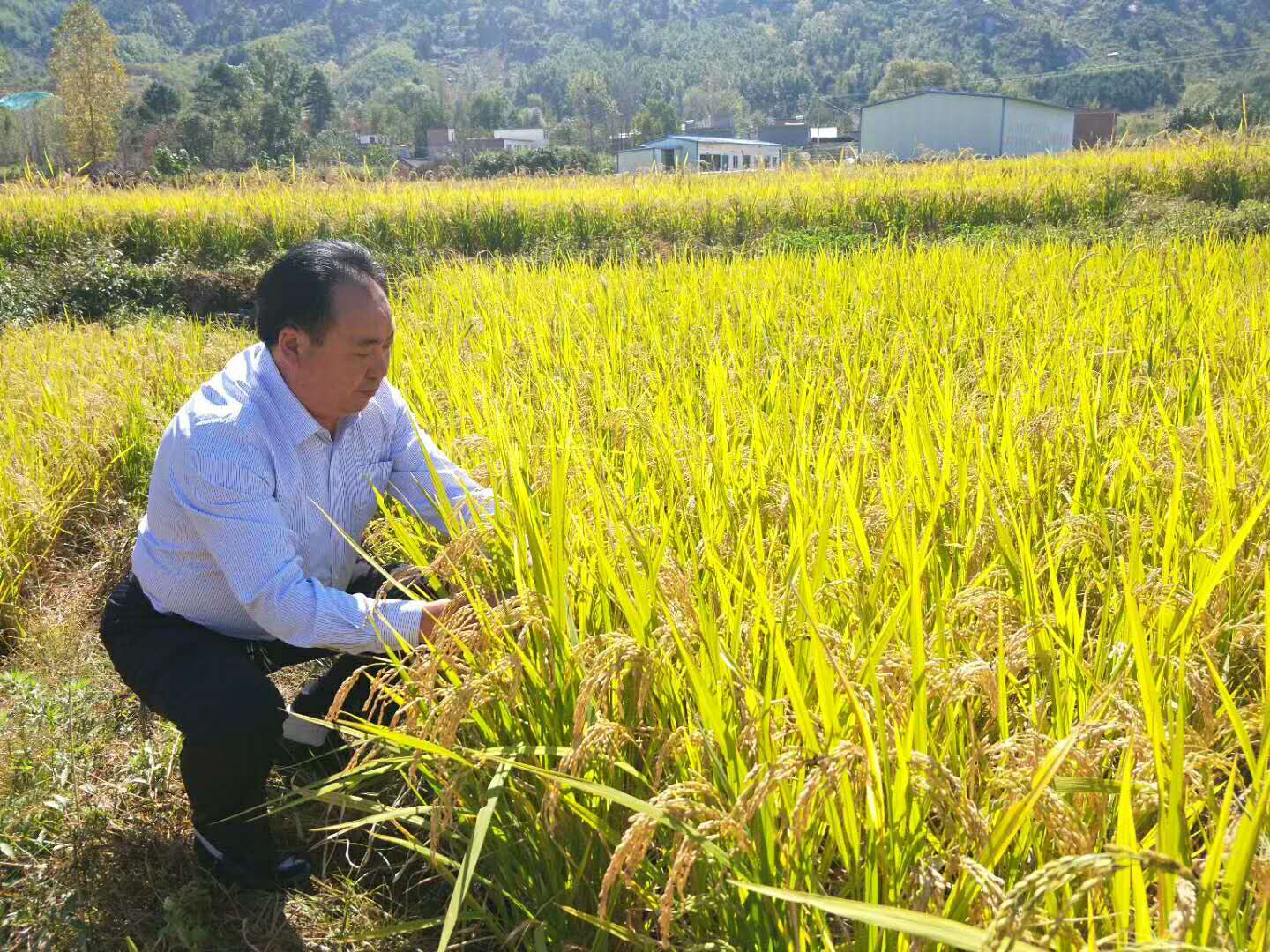 清酒瑞源,洛阳瑞源清酒