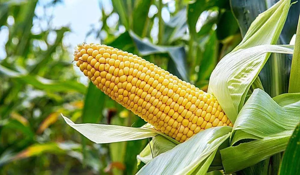 生鲜电商难盈利,悲哀电商