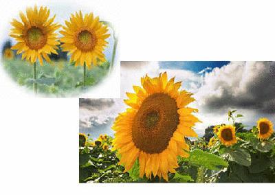 各国花图片,各国花大全