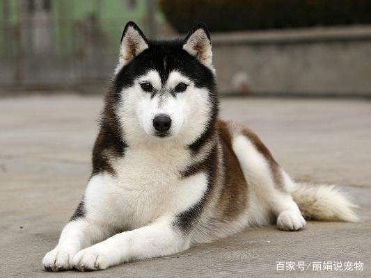 如何饲养哈士奇,如何饲养两月大的哈士奇