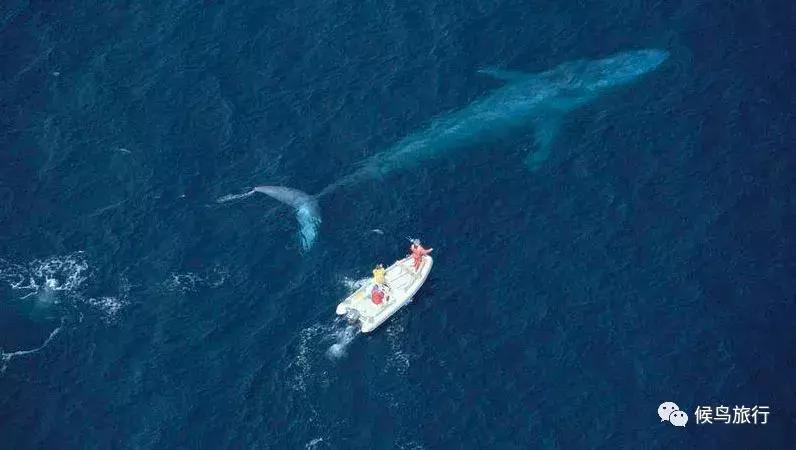 出海看到蓝鲸的感受是什么,当你下海看见一只虎鲸感觉是什么
