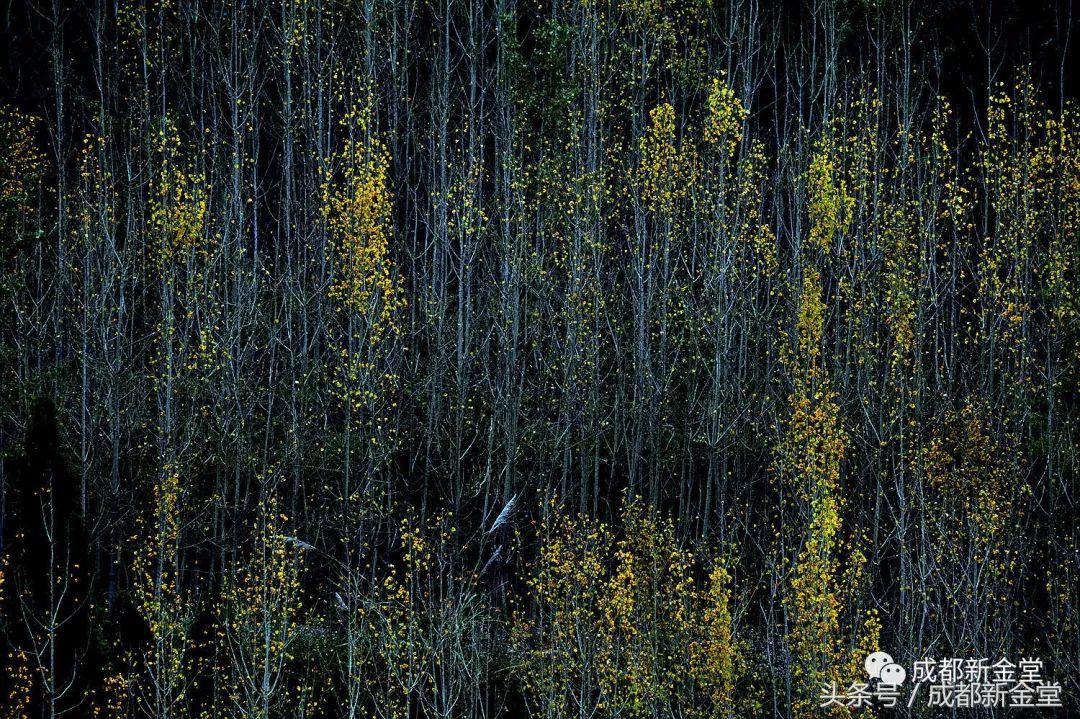 金堂秋色,秋天金堂十大必去景点