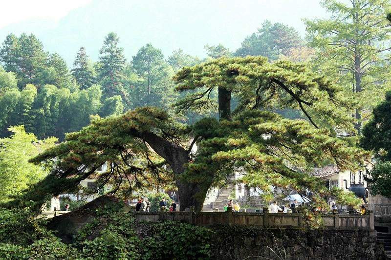 中国十大千年古树，你知道是什么吗？