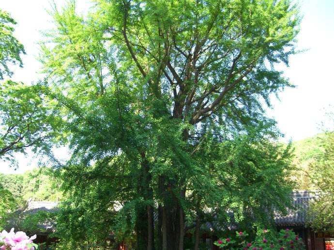 中国十大千年古树，你知道是什么吗？