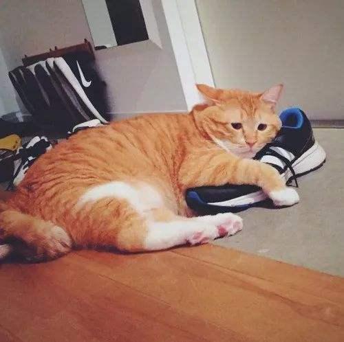 橘猫为什么容易养胖,橘猫如何不养胖