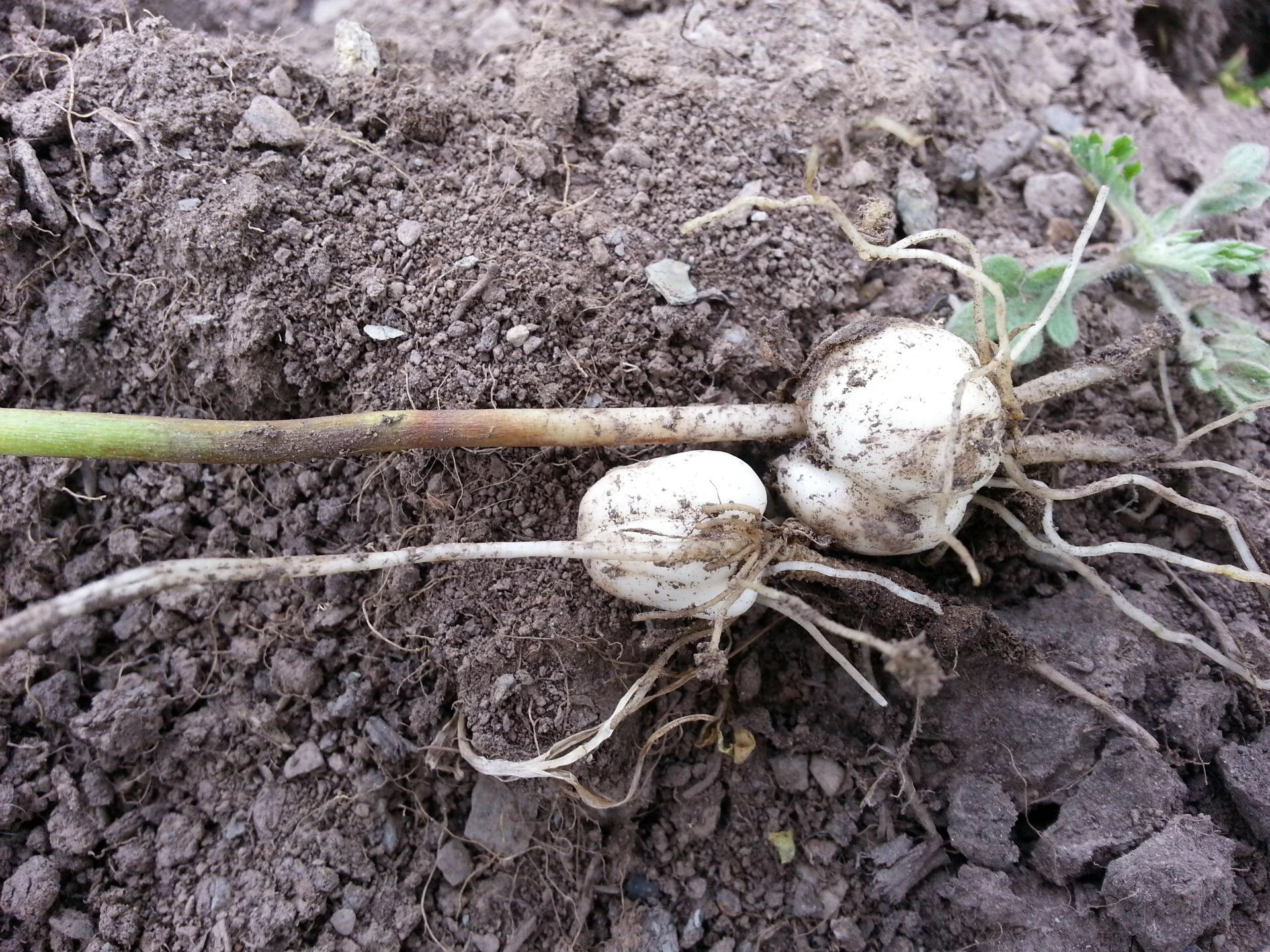 中药材川贝母鉴别,中药材川贝母溯源报告