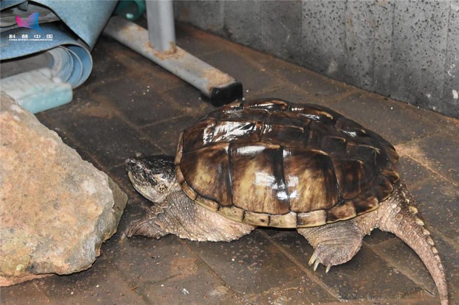 鳄龟和人亲吻视频,与乌龟接吻