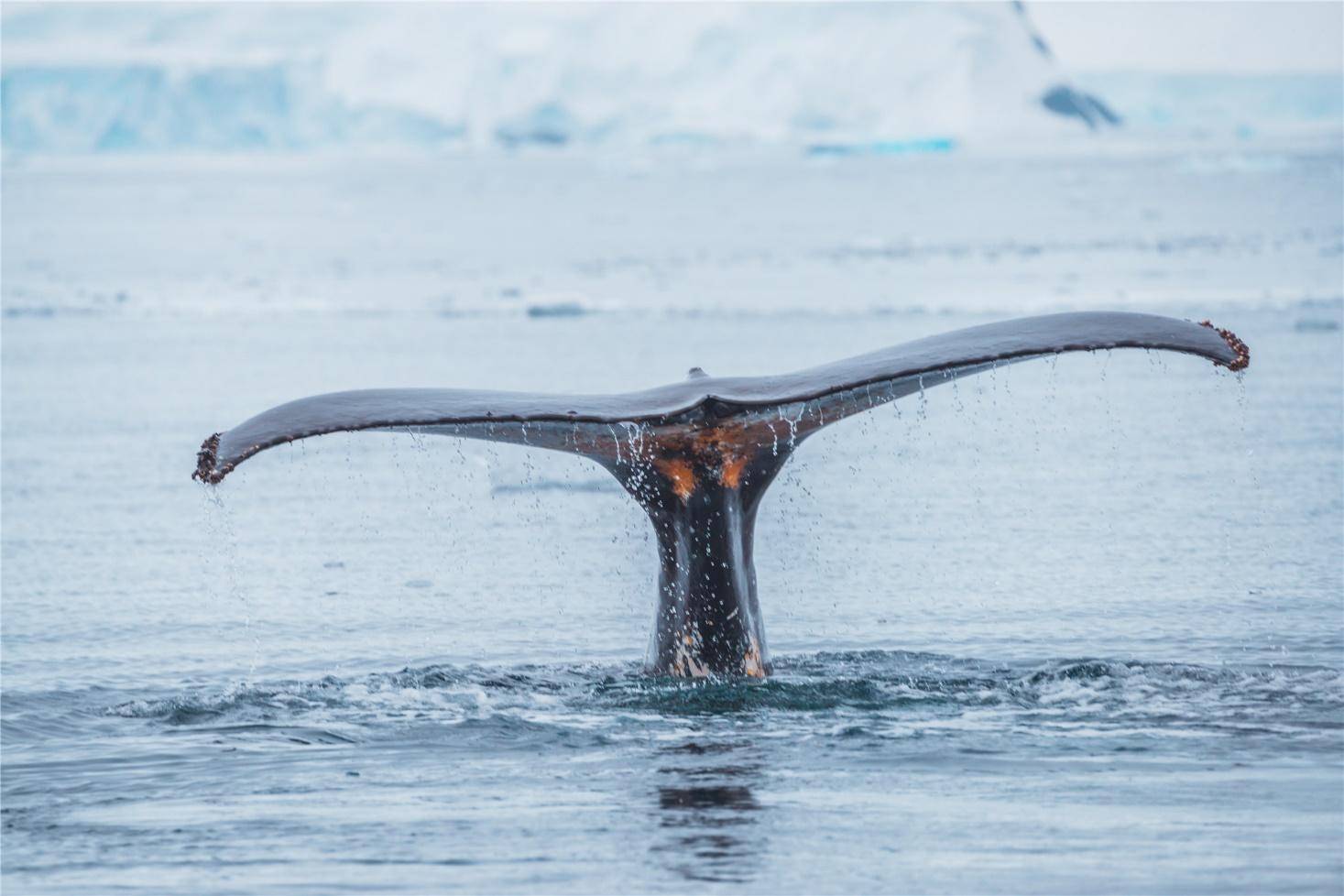 飞猪2000人南极旅游,去南极的旅行