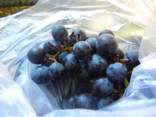 南宁出发自驾到张家界旅游攻略,南宁张家界自驾游攻略