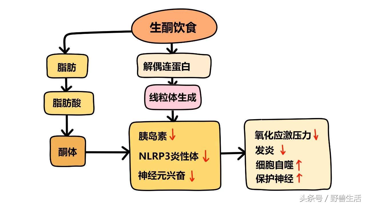 碳水化合物都是对身体有害的吗,不吃或少吃碳水化合物的危害