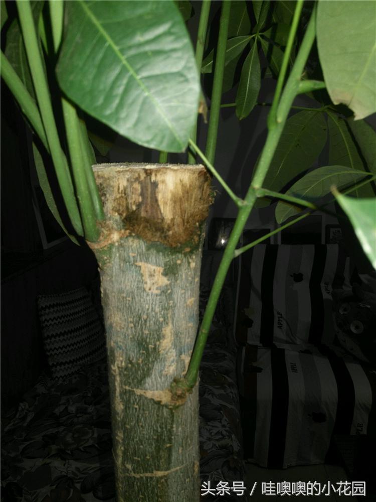 发财树掉枝,发财树搬到新家马上就黄叶了