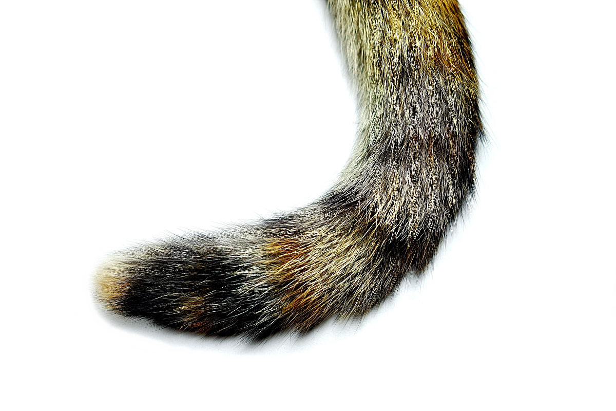 猫咪的习性及饲养方法,合格猫咪