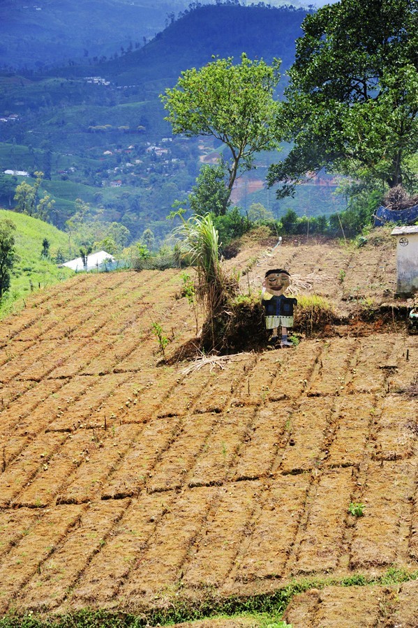 人文摄影斯里兰卡,锡兰风景
