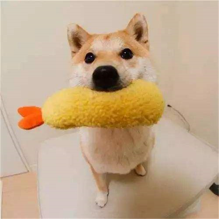 狗狗有异食癖吃什么驱虫,你家狗狗有什么怪癖