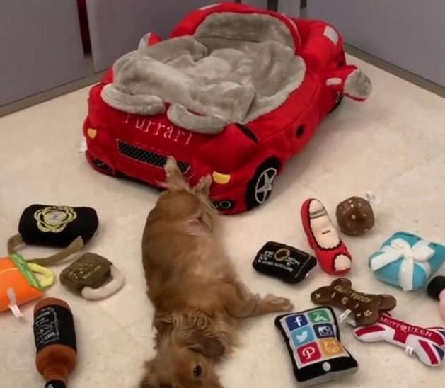 谢楠炫耀吴京合集,谢楠玩炫富挑战完整版