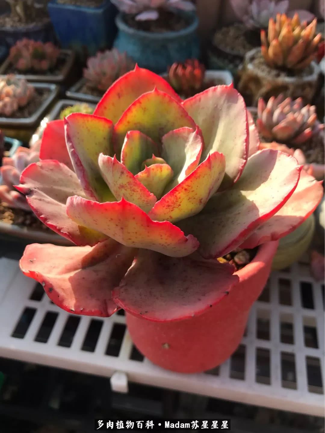 养多肉就是在不断折腾中寻找快乐,养多肉是我坚持做的最久的一件事