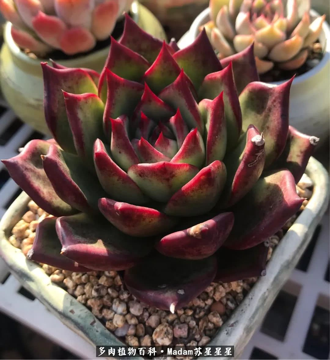 养多肉就是在不断折腾中寻找快乐,养多肉是我坚持做的最久的一件事