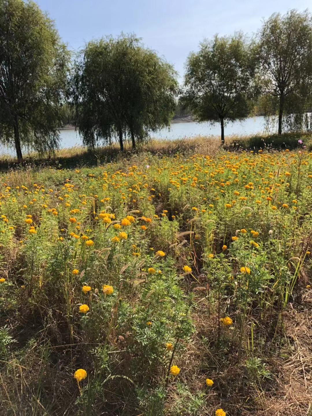 滦县古城一日游,滦州古城必吃烧饼