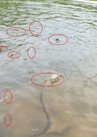 放生1瓶矿泉水，解救八万四千虫？矿泉水厂：你家水里才有虫！