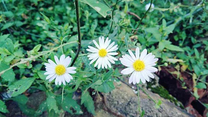 野菜功效,野菜功效介绍