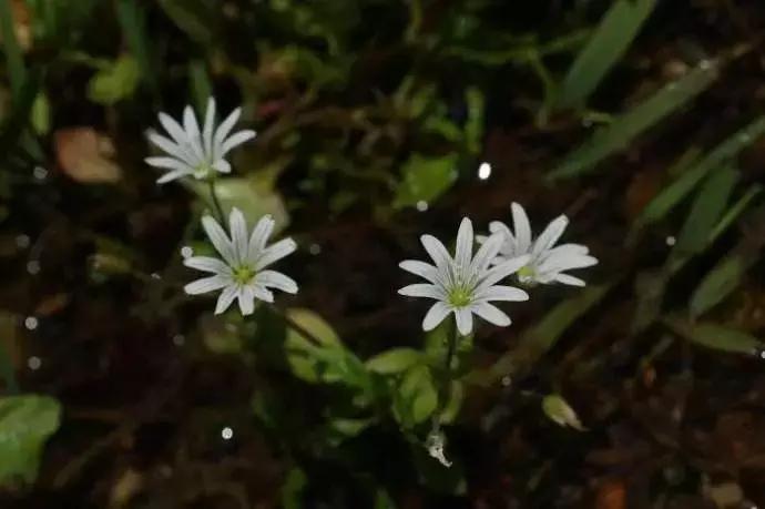 野菜功效,野菜功效介绍