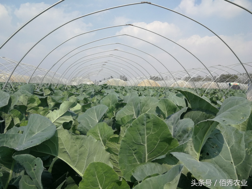 农民种菜挣钱的方法,大棚种植什么蔬菜最赚钱