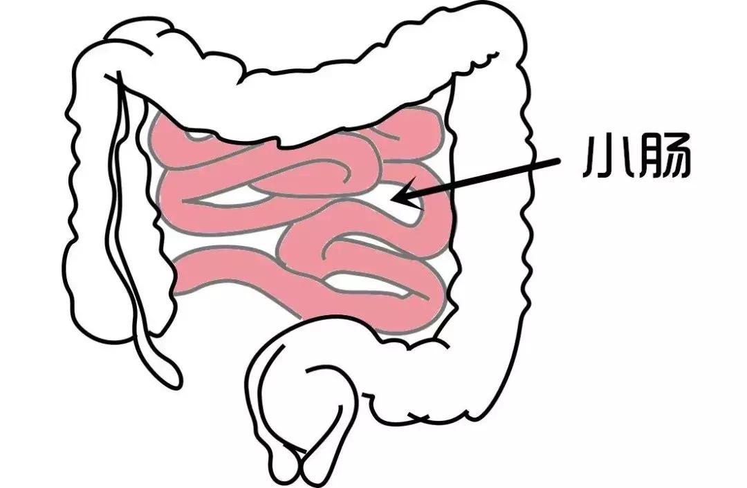 肚子疼都是哪里的问题图,肚子疼到底是哪里痛