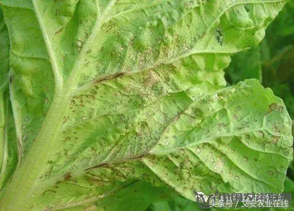 大白菜常见病害图谱,大白菜病害图解大全