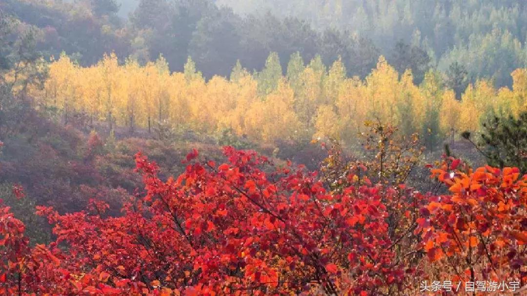 河南省赏红叶一日游,河南省秋天红叶最佳去处
