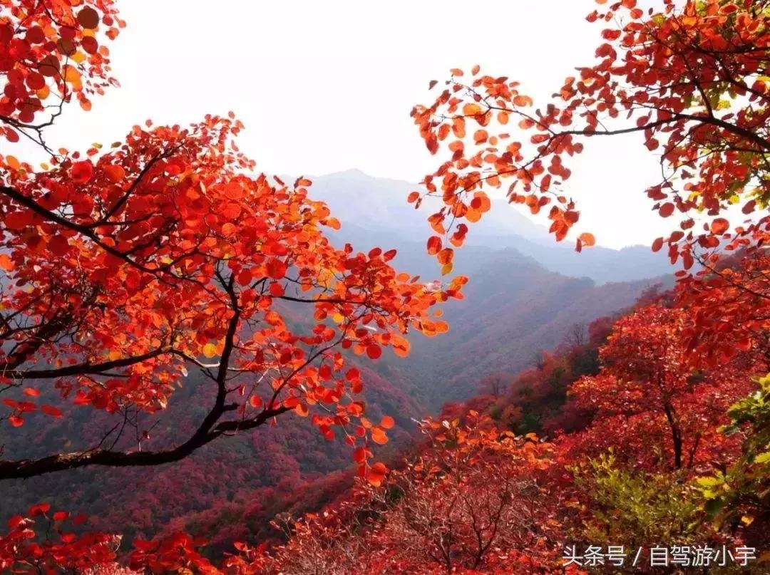 河南省赏红叶一日游,河南省秋天红叶最佳去处
