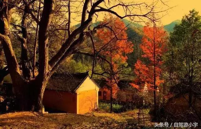 河南省赏红叶一日游,河南省秋天红叶最佳去处