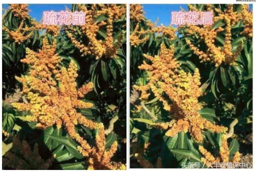 芒果果期主要病害,芒果结果太多如何疏果