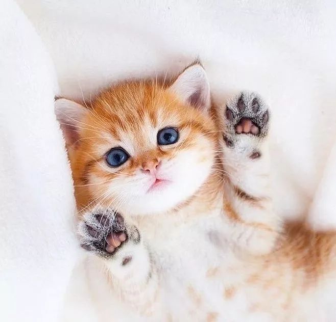 “如果被萌坏了,我帮你叫110救护车!”