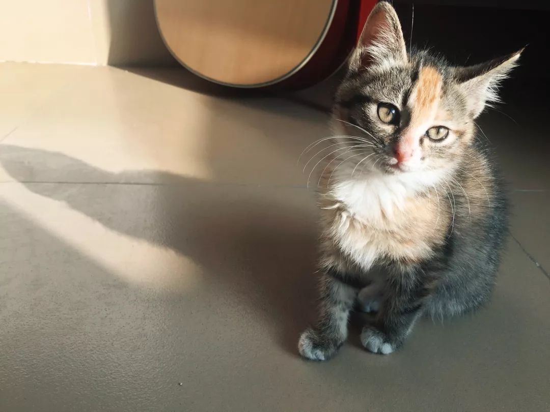 “如果被萌坏了,我帮你叫110救护车!”