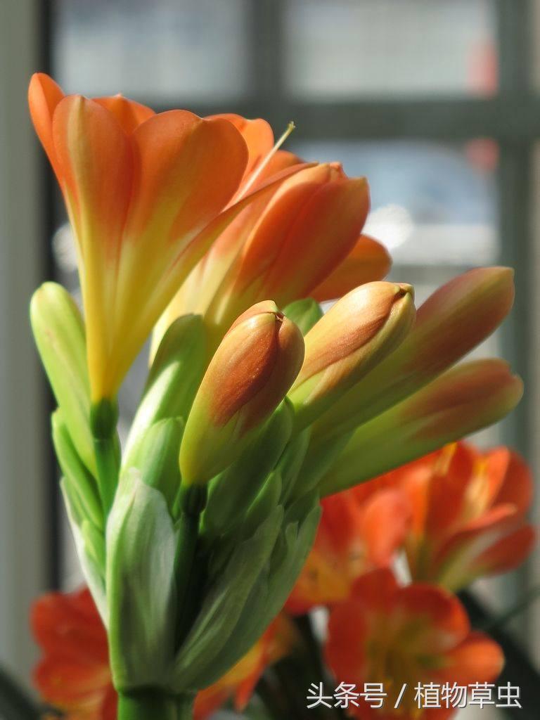 同样养护条件下有的君子兰不开花,君子兰开花后如何养护和管理