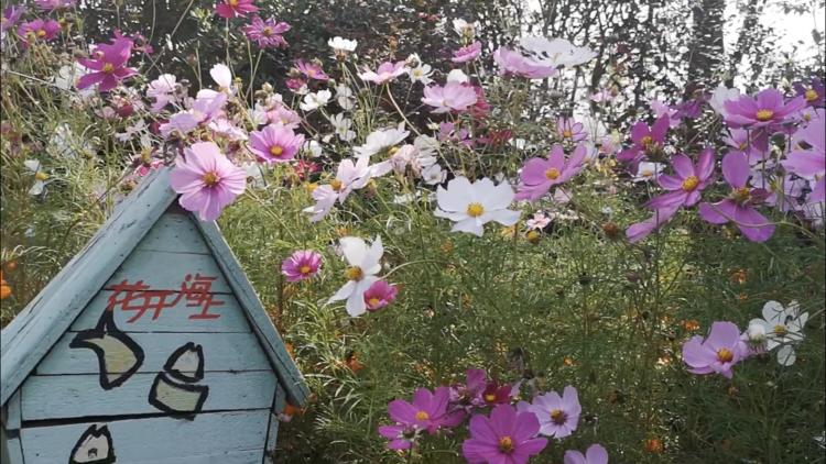 看看粉黛乱子草有多惊艳,粉黛乱子草被踩秃