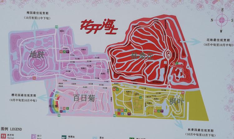 看看粉黛乱子草有多惊艳,粉黛乱子草被踩秃