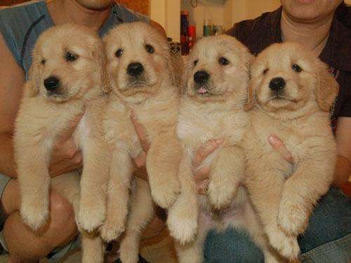 买金毛犬好还是买拉布拉多好,买金毛幼犬好还是比熊好