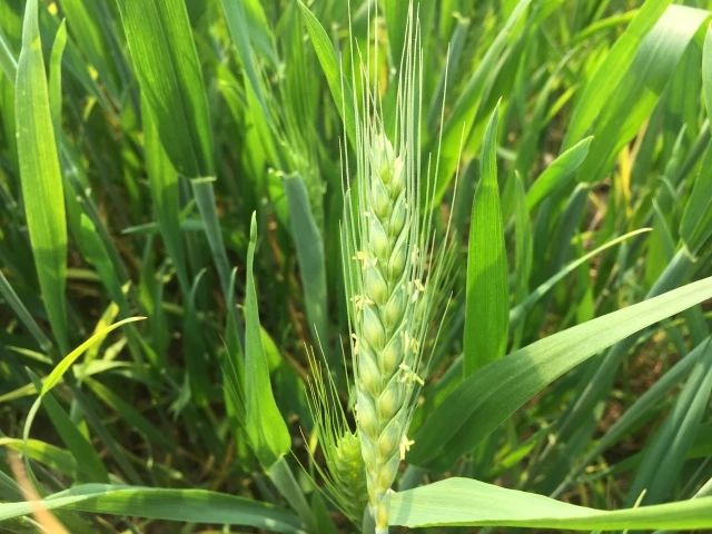 小麦一喷三防使用技巧,今年小麦一喷三防什么时间打最佳