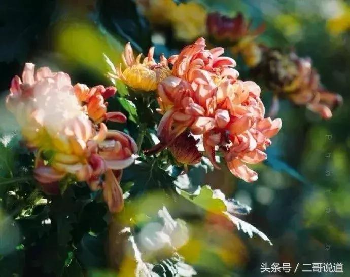 来南京一定要逛逛老门东风景区,南京老门东和老东门