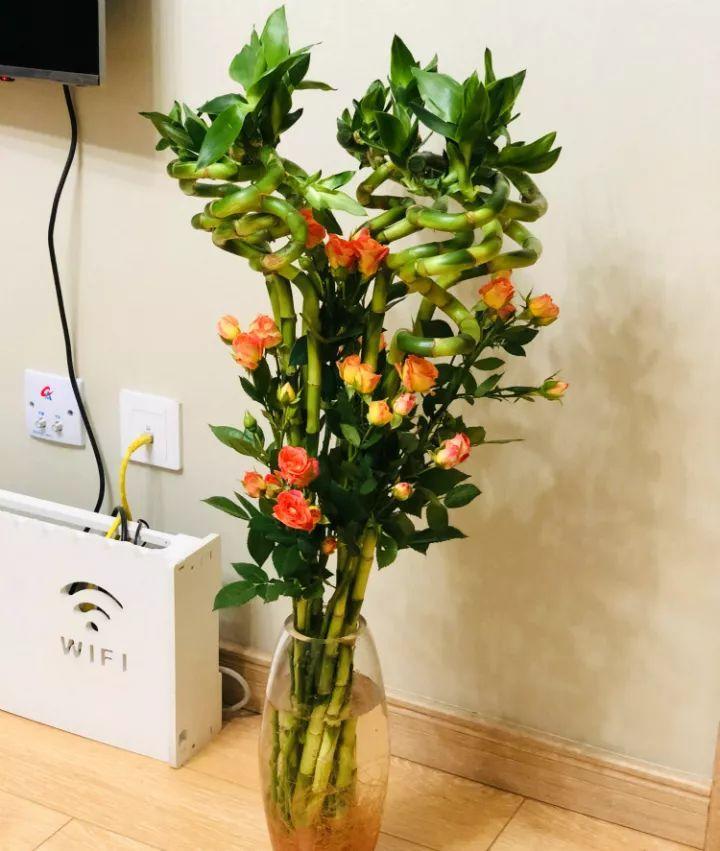 家里放财气的六种花,家里养什么花最好运气最旺