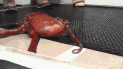 臻迪百科（014）｜章鱼这家伙没准比你还聪明