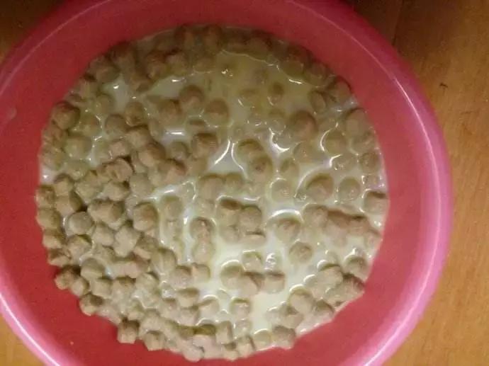 泰迪拒食,泰迪挑食不吃狗粮怎么办呢