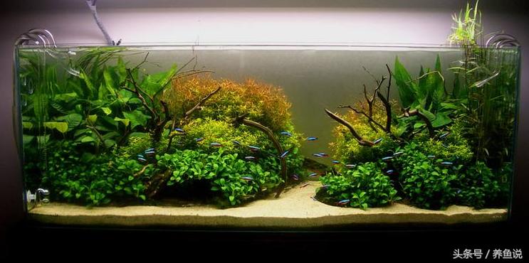 硝化细菌是如何产生的,怎么辨别硝化细菌是否失效