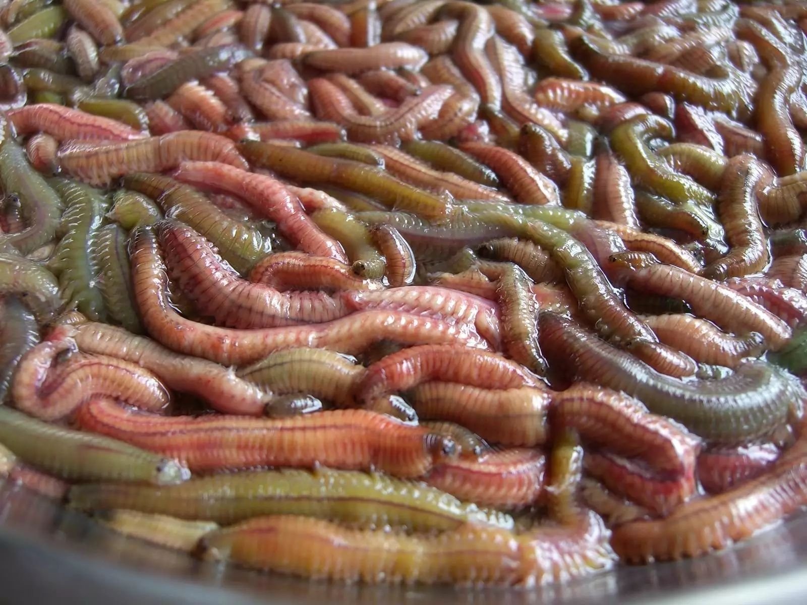 云南什么虫最好吃,广东有什么虫好吃